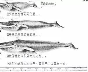 第一次养鱼满月了 红眼黄化幽灵火箭鱼|皇家火箭鱼 第1张