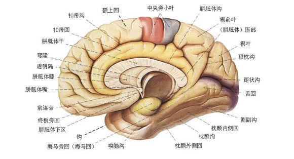 小脑扁桃体下疝畸形治疗方法有哪些