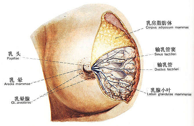 一,乳腺解剖图