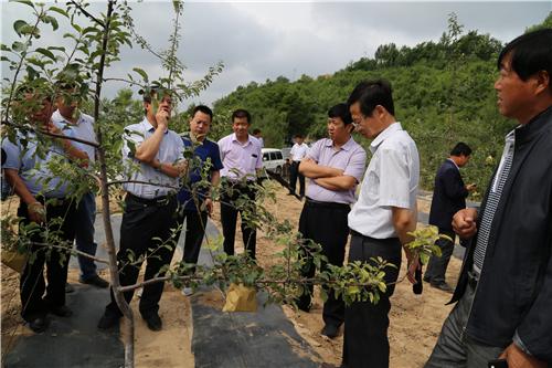 在志丹县永宁镇实地考察苹果 技术培训现场