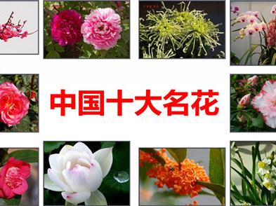 中国十大名花你知道几种呢?