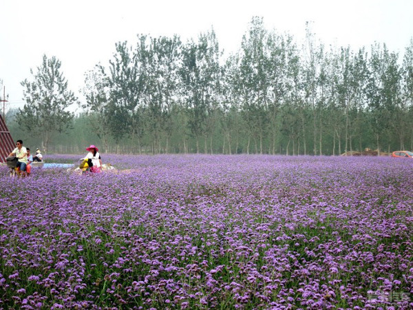 花开正艳!快来滹沱河岸看花海