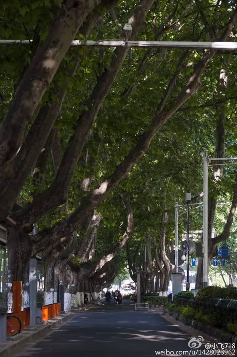 一入夏,枝繁叶茂的梧桐树便是南京城最靓丽的风景.