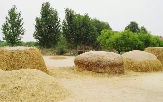 在河南,收麦子的场景你有多久没看到过了?