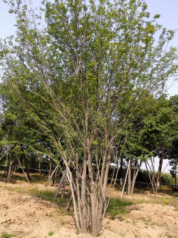绿化苗木,树叶园艺茶条槭基地