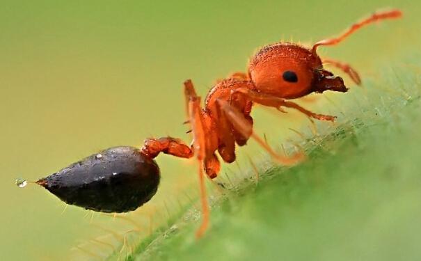 小黄家蚁原为热带蚁种,主要分布在北非等地.