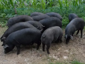 湖南黑猪——优质瘦肉型猪种