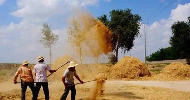 在河南,收麦子的场景你有多久没看到过了?