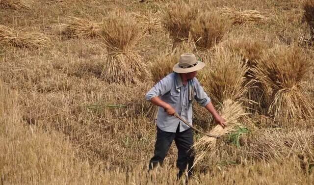 在河南,收麦子的场景你有多久没看到过了?