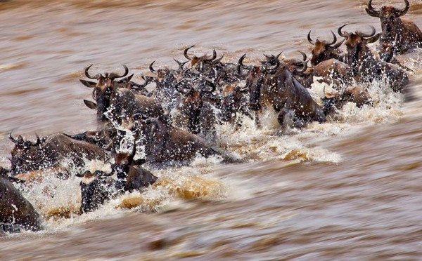淑敏一起,去本星球最震撼的东非动物大迁徙。