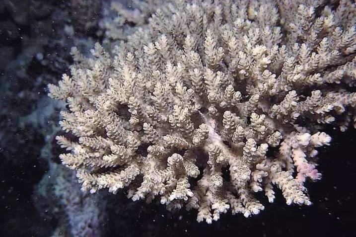 1,杯形珊瑚科【pocilloporidag 】,群体分枝,珊瑚群体呈笙形或融合形