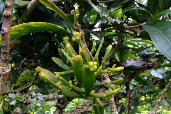 夏颖说茶:景迈山普洱茶特点