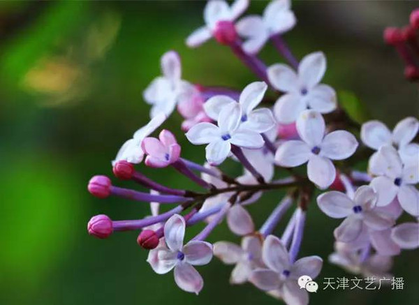 丁香花花语:忧愁思念,光辉,寓意着爱情和暗结同心的希望.