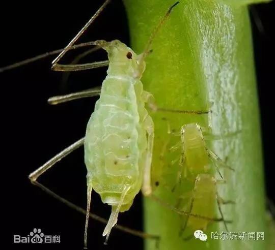 新闻夏天来了害虫来了满树洋拉子好怕怕丨最常见的天幕毛虫蚜虫蚧虫长