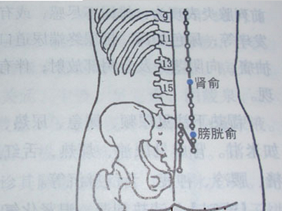 厦门体控电疗穴位解说之膀胱俞