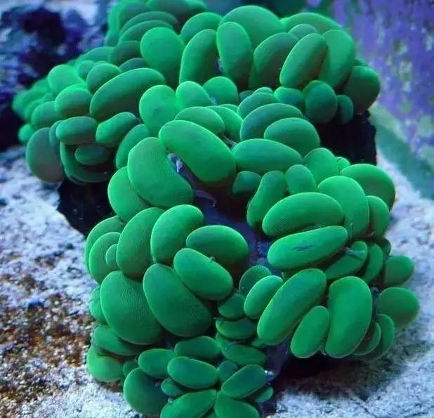 只有少数人知道海洋建筑师竟然是珊瑚?