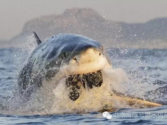 潜水~全球水下摄影大赛柠檬鲨出水照夺冠 - 