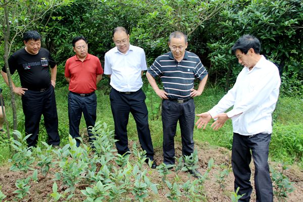 泸州市委常委李晓宇带队考察古蔺大树茶金花茶资源