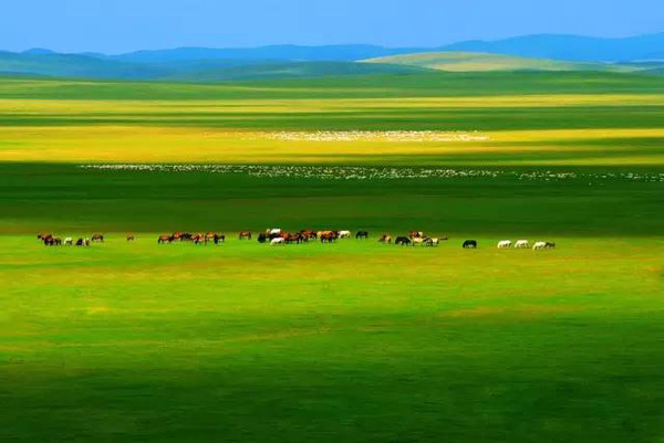 6月开始,中国最美的6大草原如约而至,沈阳人,约吗?