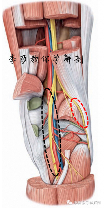 坐骨神经0202全身最大的神经没有之一