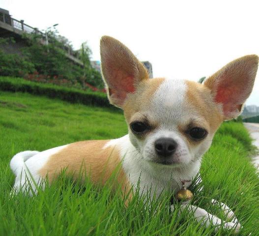 狗狗淋雨了怎么办