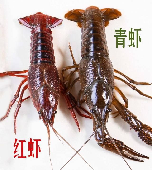 青虾和红虾有什么不同?