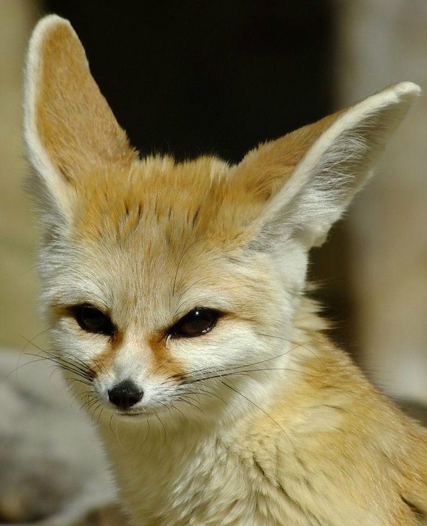 我不管,这明明是耳朵上长了只狐狸!