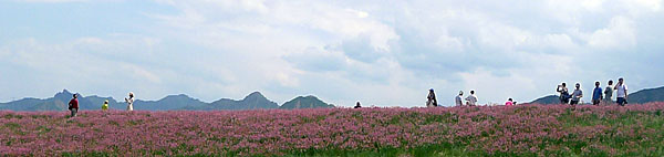 发布会暨"那片花海"首届石人沟山花旅游季推介会在石人沟红湾花海举行