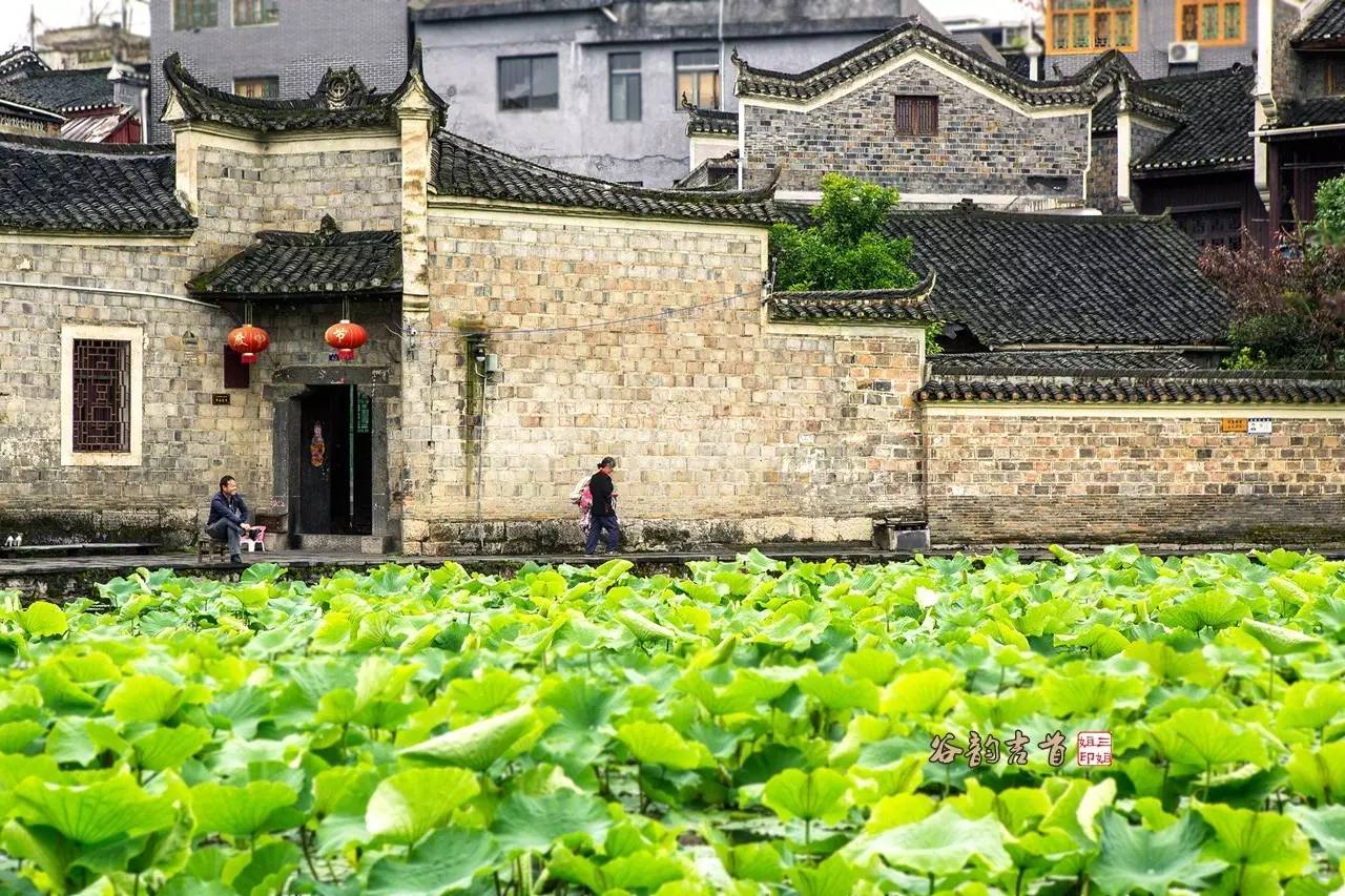 往右走过一段石板小巷,眼前赫然出现一大片翠绿的荷叶,此处名为胡家塘