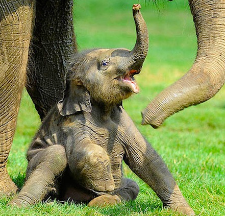 大象宝宝