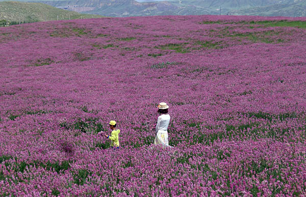 那片花海首届石人沟山花旅游季拉开帷幕