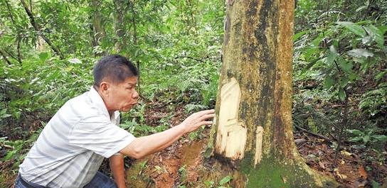 罕见百年野生沉香林藏身博罗小村 村民轮流守护