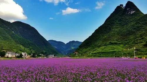 贵州仁怀普罗旺斯版巨型八卦惊艳亮相,紫色浪