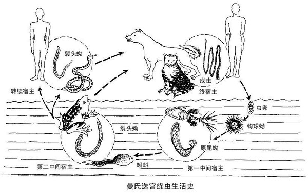 cn 感染裂头蚴的多种可能 迭宫绦虫的生活史告诉我们:不正确地食用