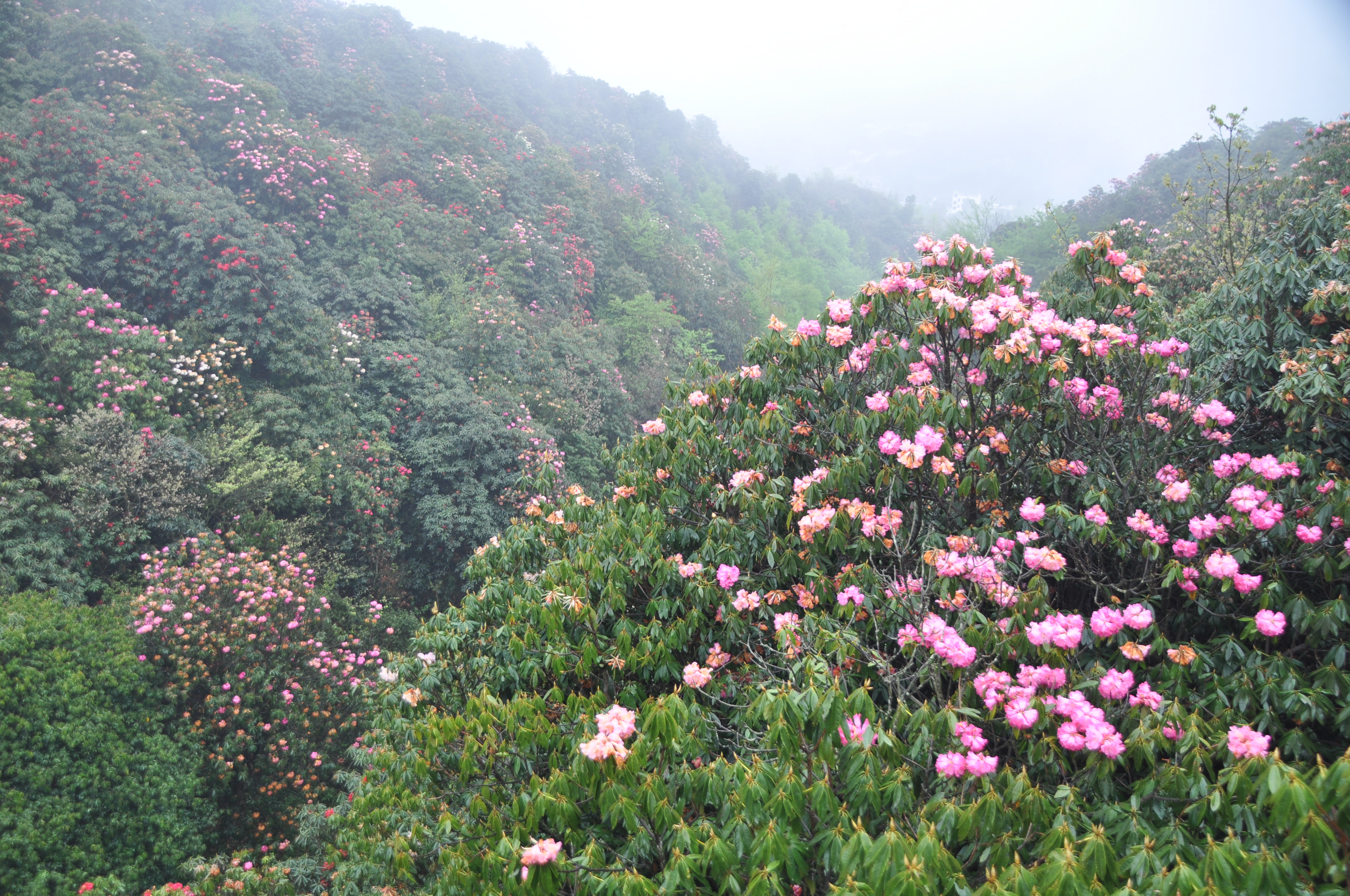 黔西百里杜鹃盛开一道靓丽风景线