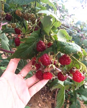 其它 正文  这是●树莓 如果不怕刺,还可以摘到覆盆子(即树莓),像小