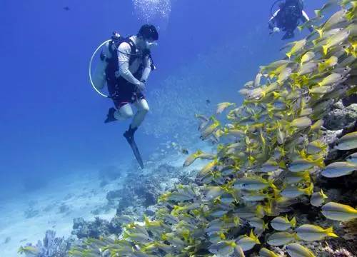 6年超5000次的潜水记录,水底,大海就是天堂