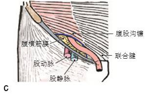 手把手教你学习腹部解剖(二)