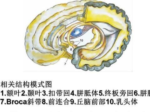 经胼胝体穹隆间显微及内镜入路的解剖