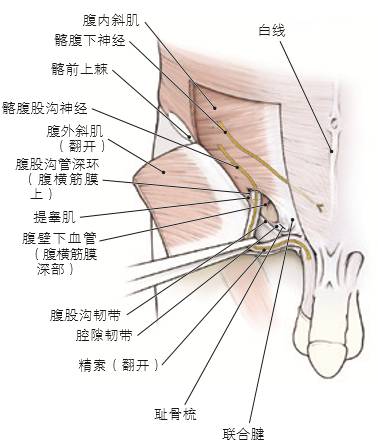 10 腹股沟区的腹内斜肌 腹横肌 腹横肌位于腹内斜肌深部.