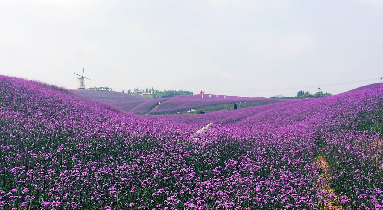 黔北花海遇仙女