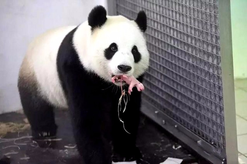比利时大熊猫生出粉红色小香肠 雷倒外国网友