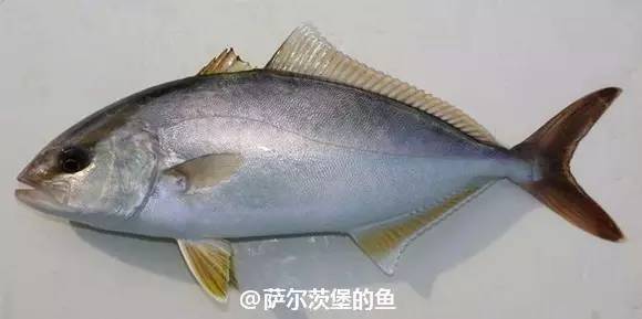 八(kanpachi) 高体鰤(seriola dumerili),体长可以达到2米的大型鰤鱼