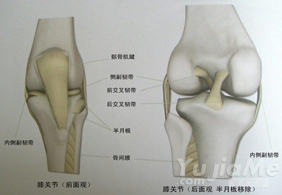 我们再结合解剖图了解膝关节的韧带