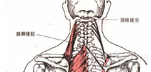 肩胛提肌:属于颈部后伸和侧屈肌群中的深层肌.