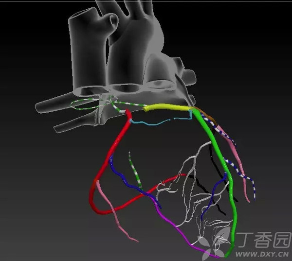 探秘「美丽心灵」:心脏血管解剖动态图