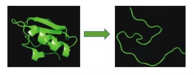 话食科普 | 他变性成了她,蛋白质变性又成了什么?