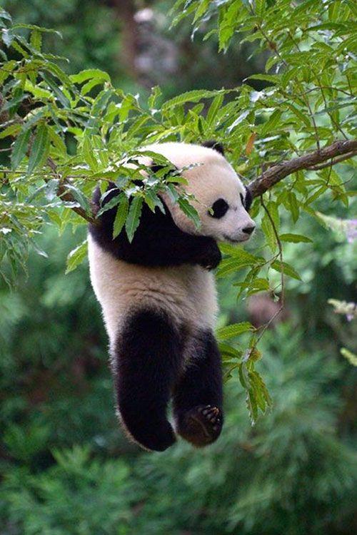part 熊猫树上的国宝,为啥有种自挂东南枝的感觉