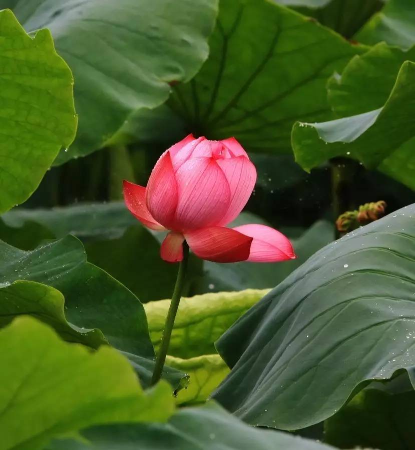 夏日古诗词大全,一天读一首,养心!