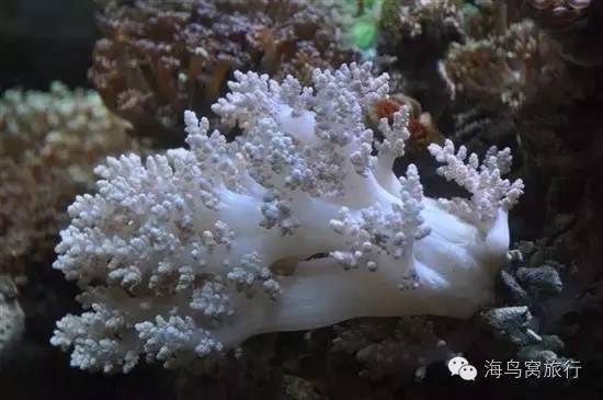 海珊瑚怎么吃